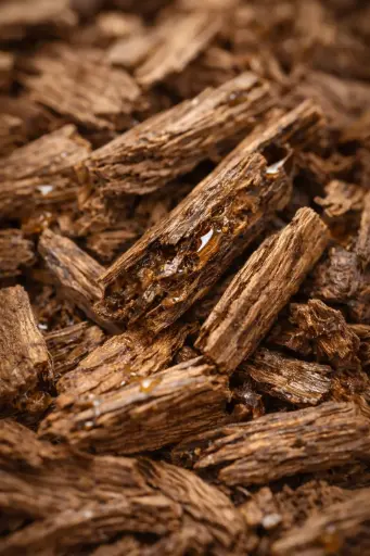 CEYLON OUD "BON ALQAHWAH" (TOLA)